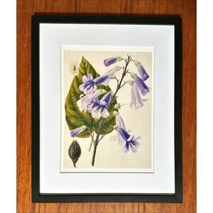 Framed Purple Paulownia elingata Botanical Wall Art